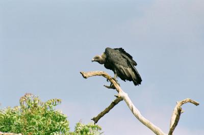 Oriental White-Backed Vulture (<I>Gyps bengalensis</i>)