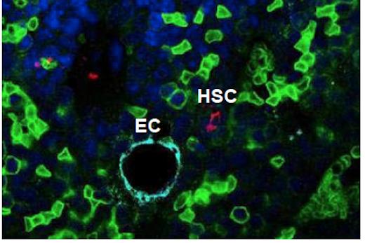 Hematopoetic Stem Cell In Niche