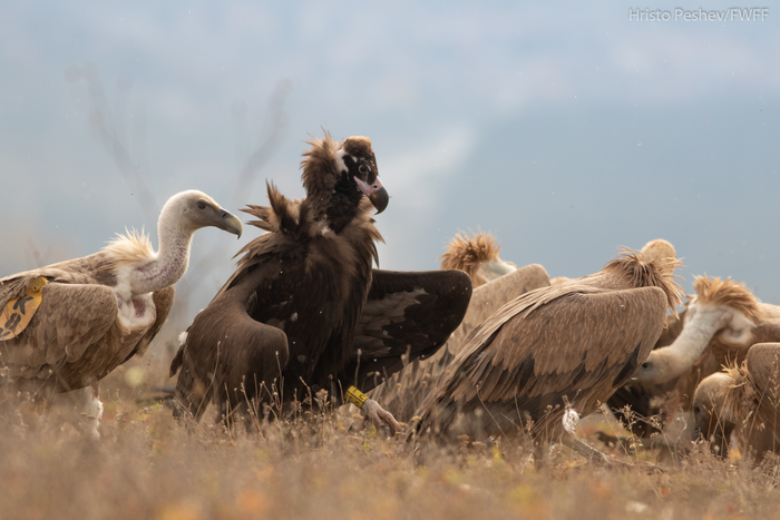 Cinereous and Griffon Vultures