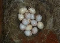 Nest with Genuine and Artificial Eggs
