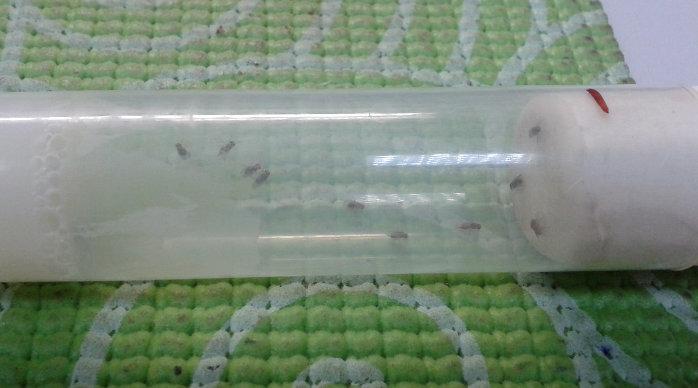 <em>Drosophila</em> Flies at the Laboratory