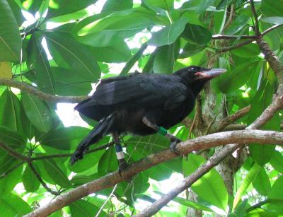 Fledgling Mariana Crow
