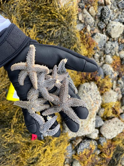 Scientists are growing sea stars in labs to help save the oceans