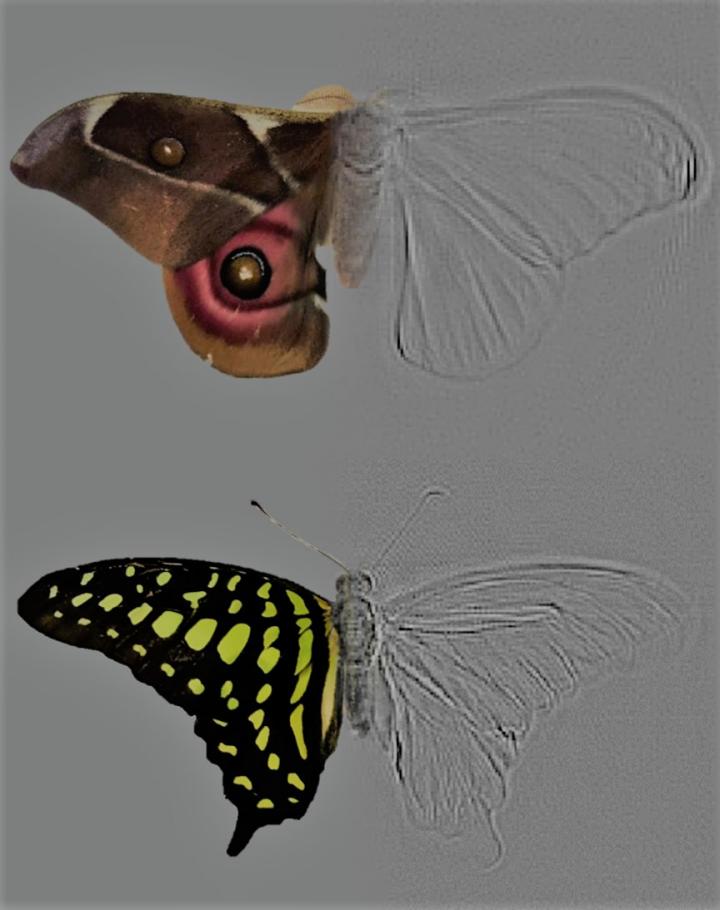 A Composite Image of a Moth and a Butterfly