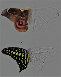 A Composite Image of a Moth and a Butterfly