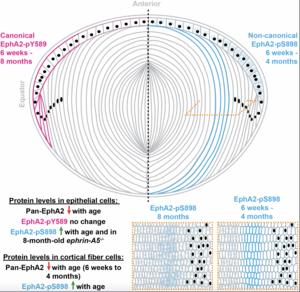 Canonical ligand-dependent and non-canonical ligand-independent EphA2 signaling in the eye lens of wild-type, knockout, and aging mice