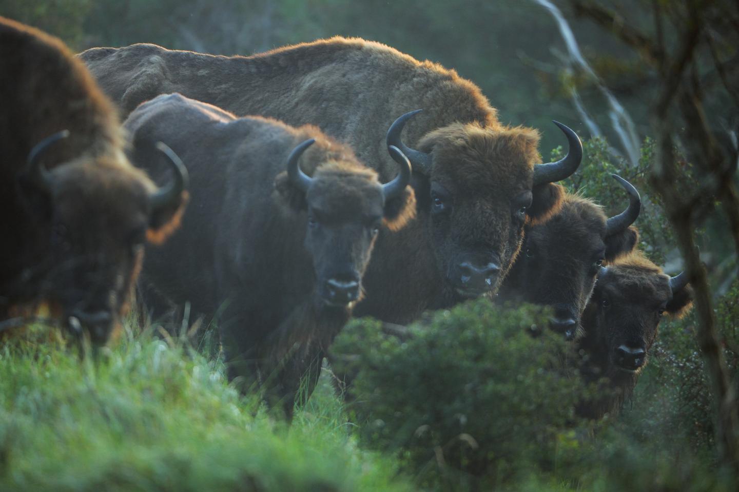 Bunch of Bison