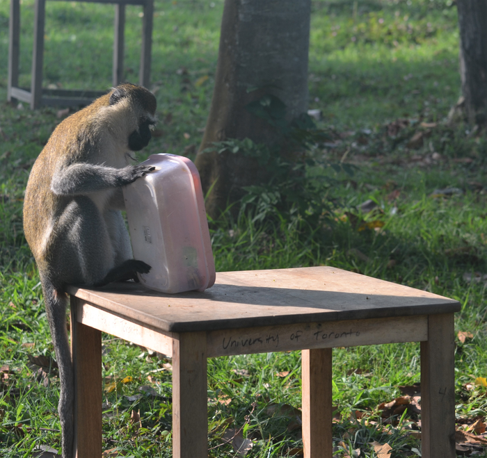 Handling the banana box