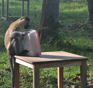 Handling the banana box