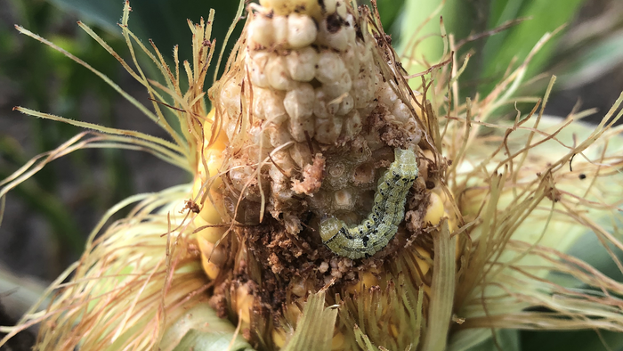 Corn Earworm Attacks Plant