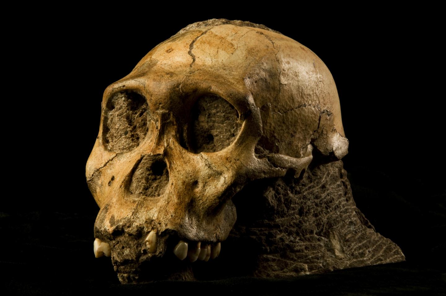 Australopithecus sediba Skull in Rock