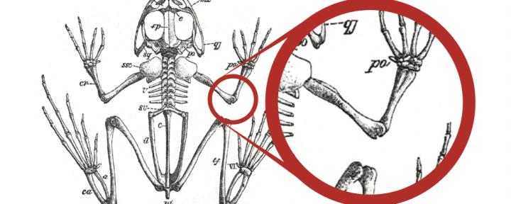 Kyoto University Paves the Way for Regeneration of Amputated Limbs in Mammals
