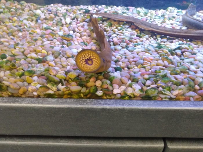 Lamprey