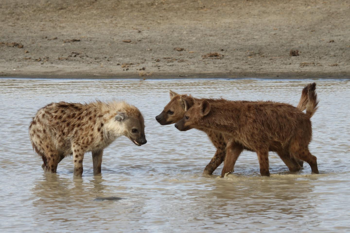 Spotted Hyaenas