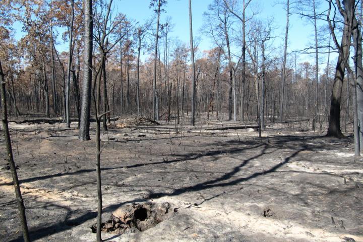 Forest Fire 2011