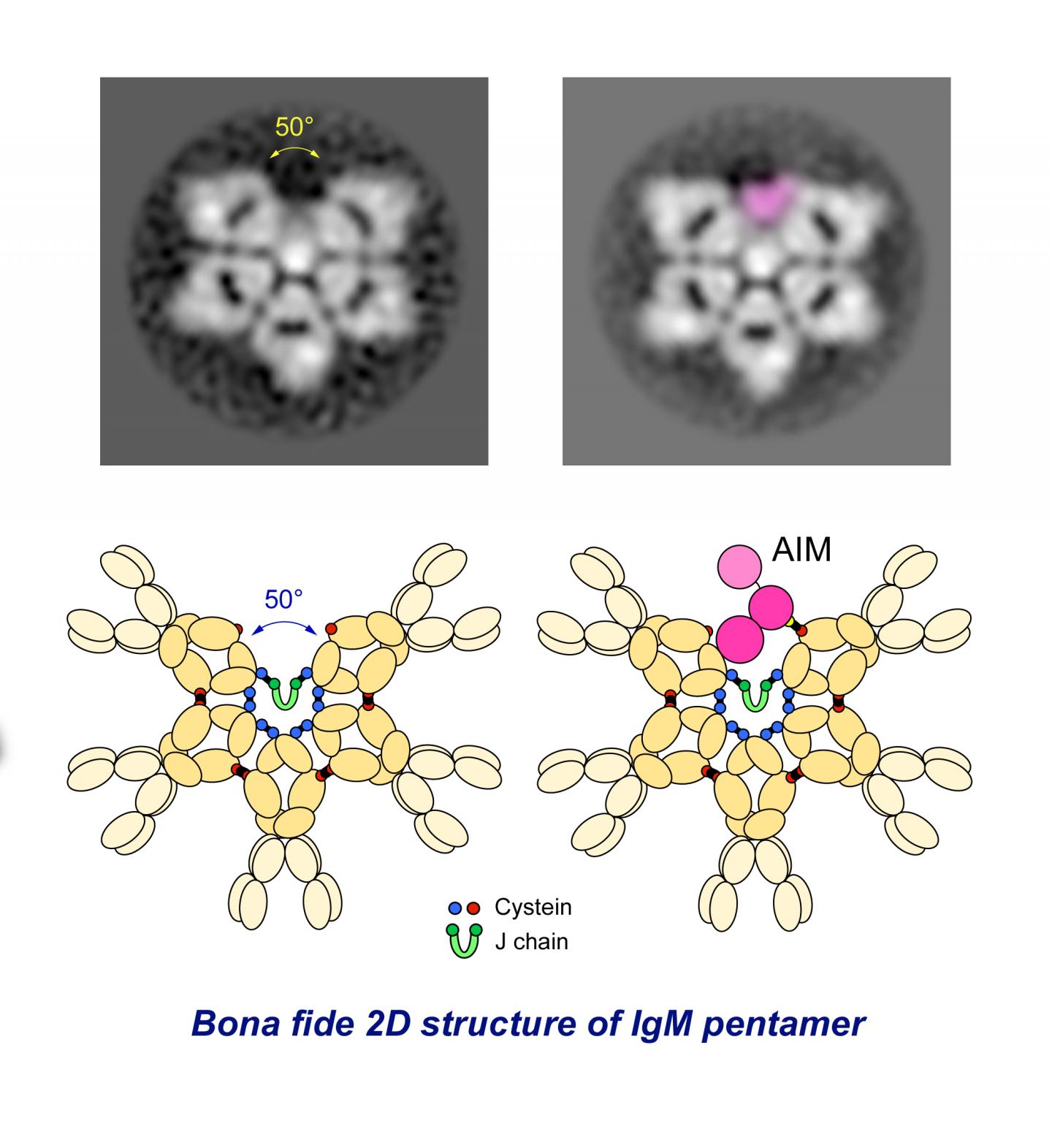 The IgM Pentamer is an Asymmetric Pentagon with an Open Groove that Binds the AIM Protein (1 of 1)