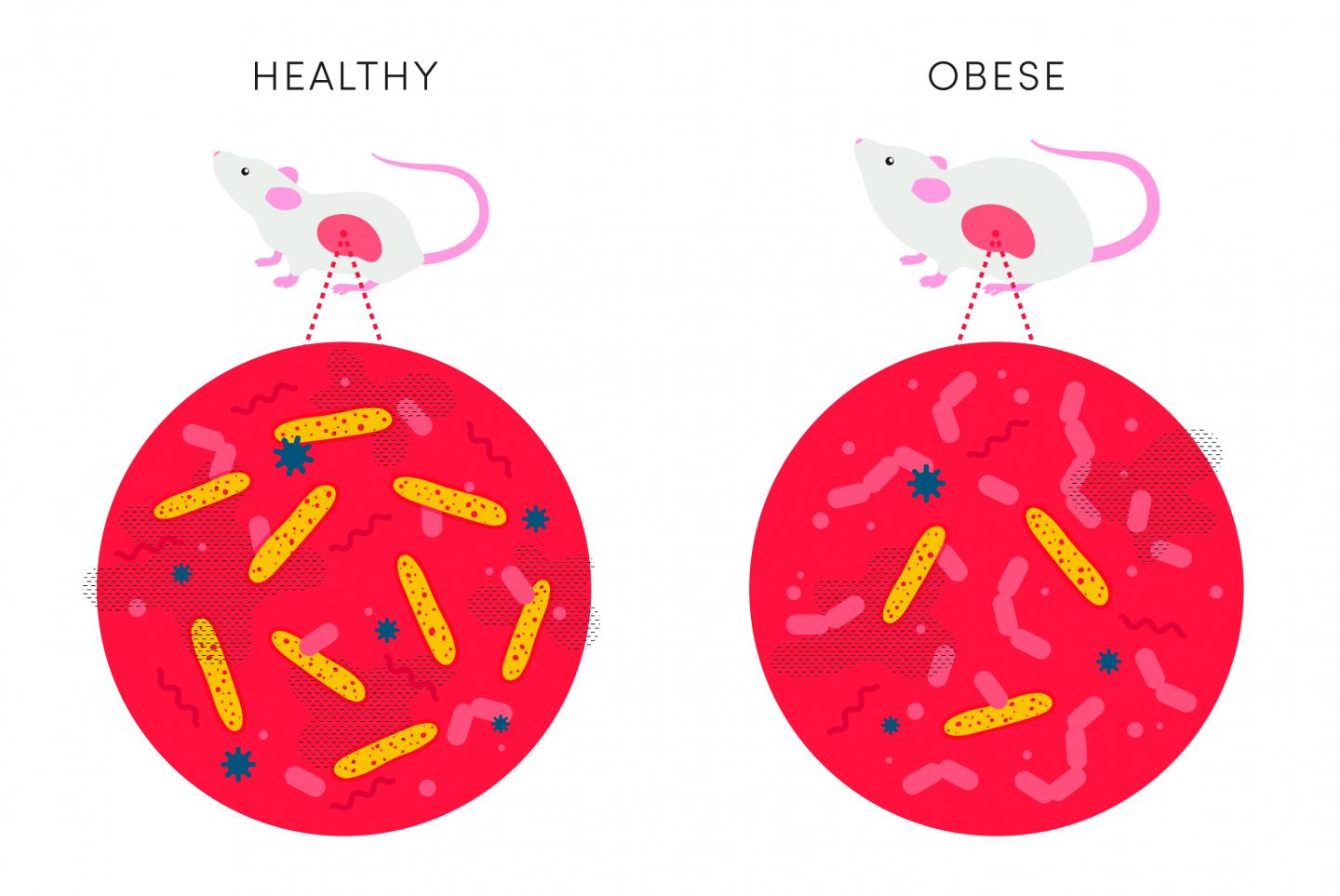 A Beneficial Gut Bacteria, Clostridia, Prevents Excessive Weight Gain