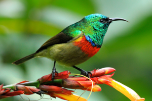 Eastern double-collared sunbird