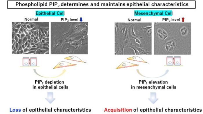 Phospholipid PIP2 determines and maintains epithelial characteristics