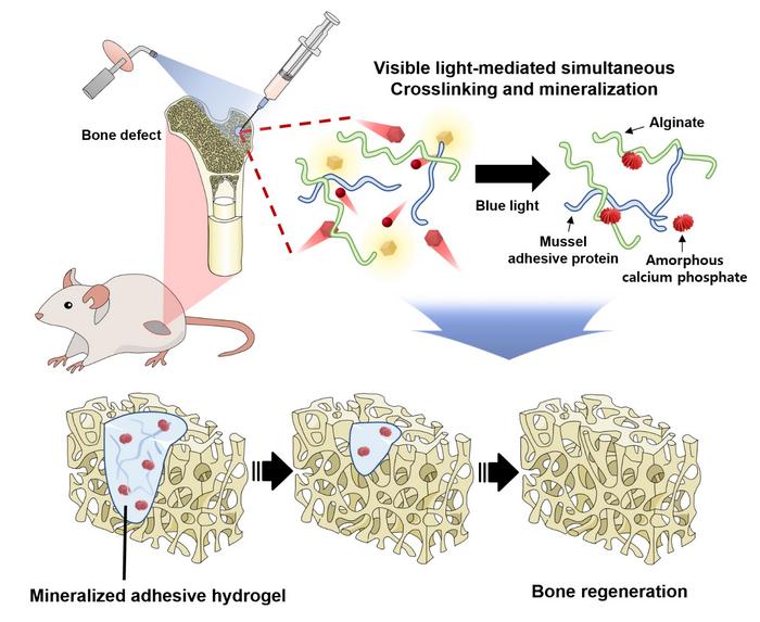 Injectable adhesive hydrogel for bone regeneration that simultaneously induces cross-linking and mineralization with visible light