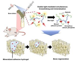 Injectable adhesive hydrogel for bone regeneration that simultaneously induces cross-linking and mineralization with visible light