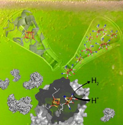 Activating Hydrogen-Generating Enzymes