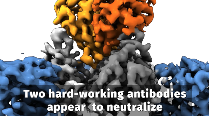 Promising antibody cocktail takes on Ebola virus—and its deadly cousin