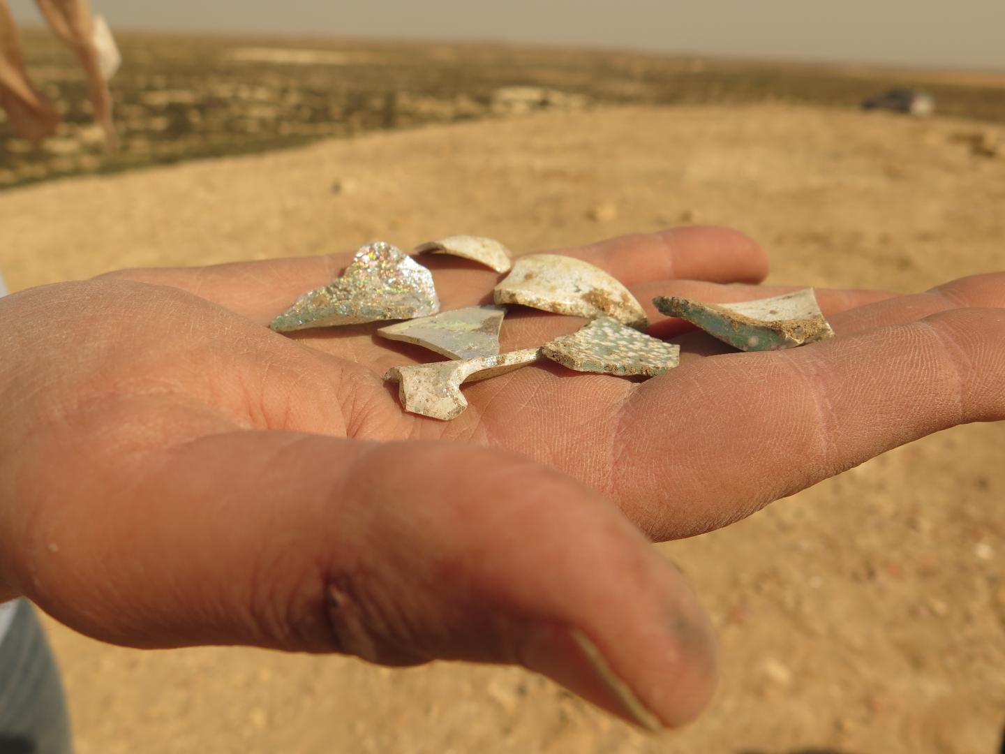 Shells from Elusa Trash Mound