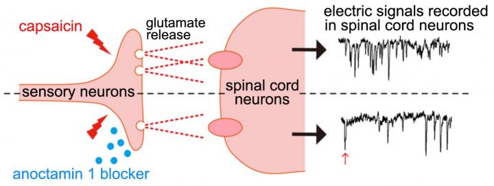 Nociceptive Information Transmission
