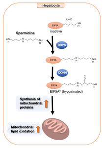 Spermidine is the sole substrate for the hypusination of EIF5A