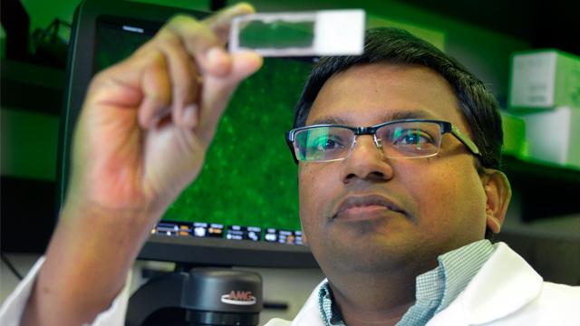 Anilkumar Pillai, Medical College of Georgia at Georgia Regents University