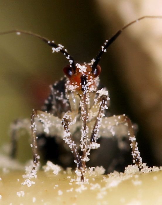 A mirid bug pollinator dusted with pollen