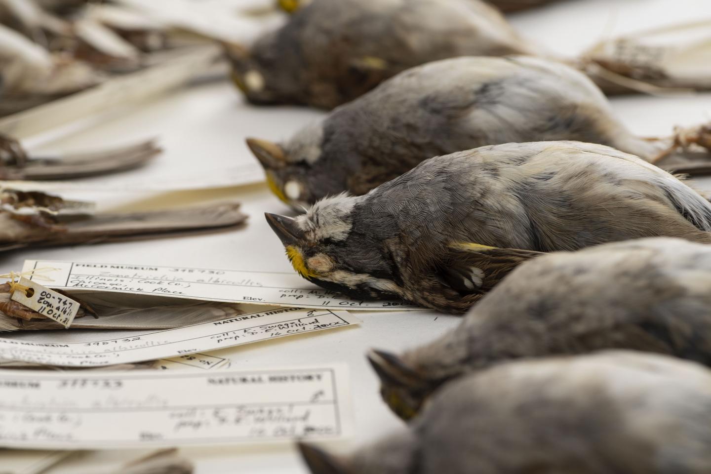 White-Throated Sparrows Close-Up