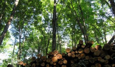Timber Industry