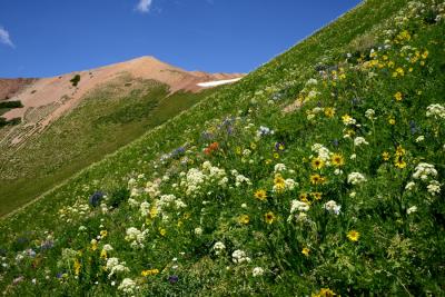 A Flower Meadow at the Study Site