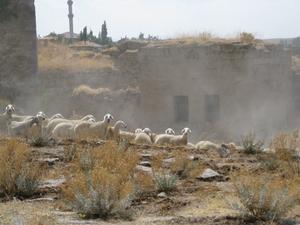 Domestic sheep of Central Anatolia