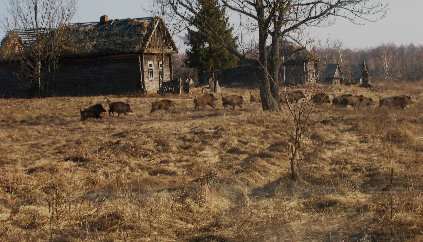 Wild Boar in Abandoned Village