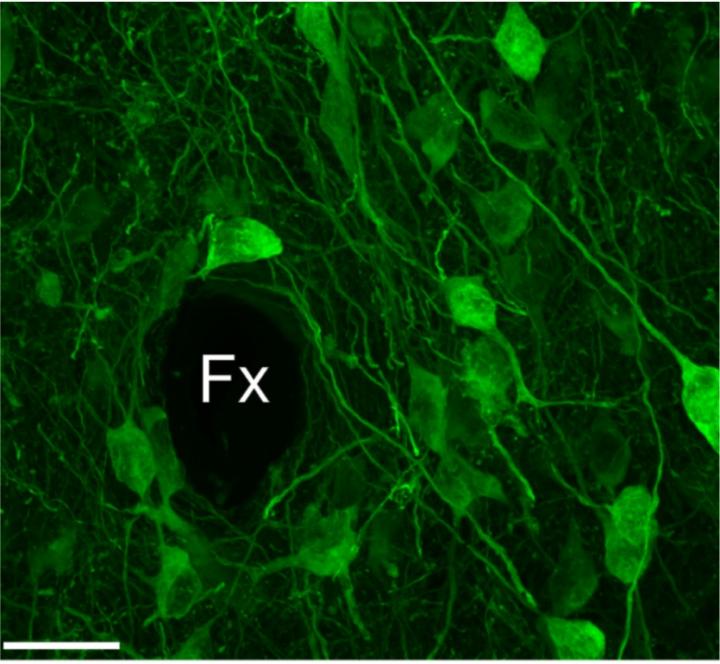 Genetically Defined Neurons