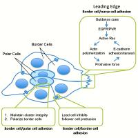 Cell Cluster Migrating