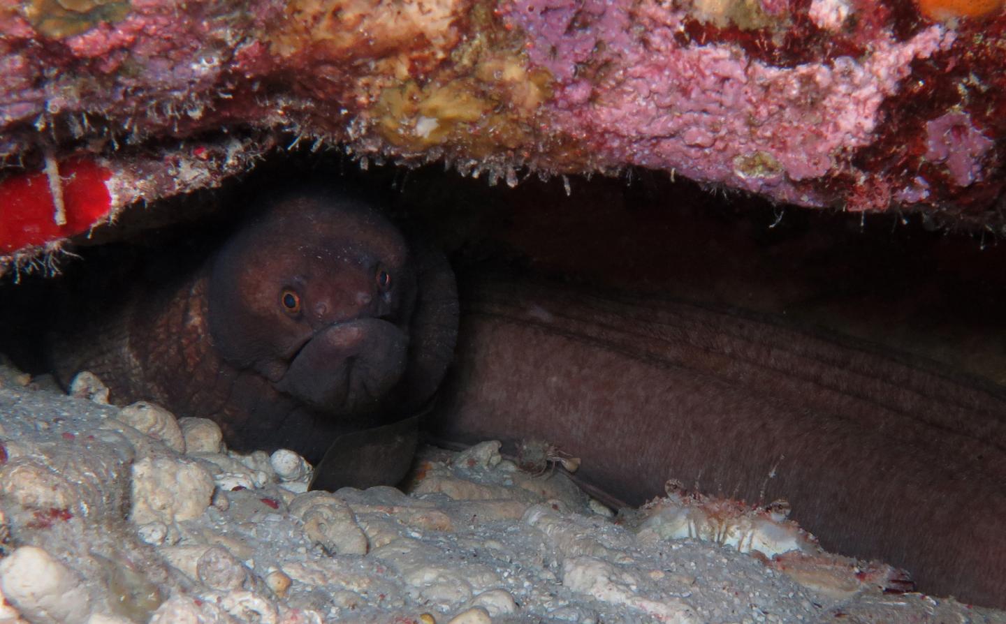 Individual of the New Species Observed on a 'Broad Banded Moray'