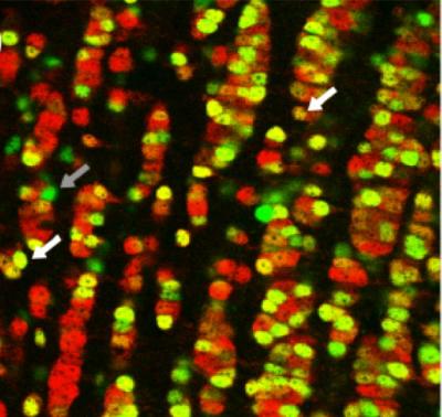 Genetically Modified Granular Cells