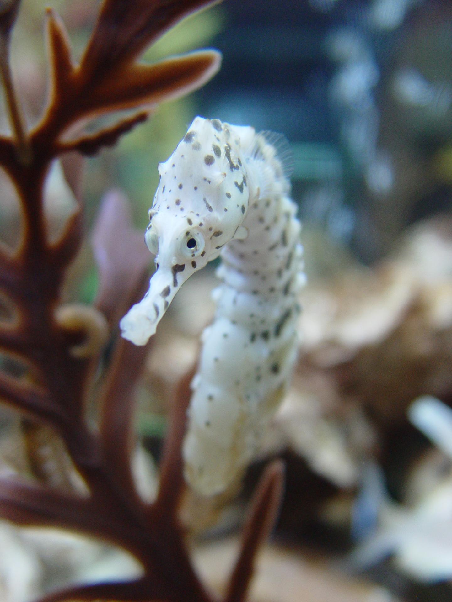 Be Square, Seahorse; It has Mechanical Advantages (1 of 10)