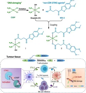 DNA destroyer and STING booster in one molecule