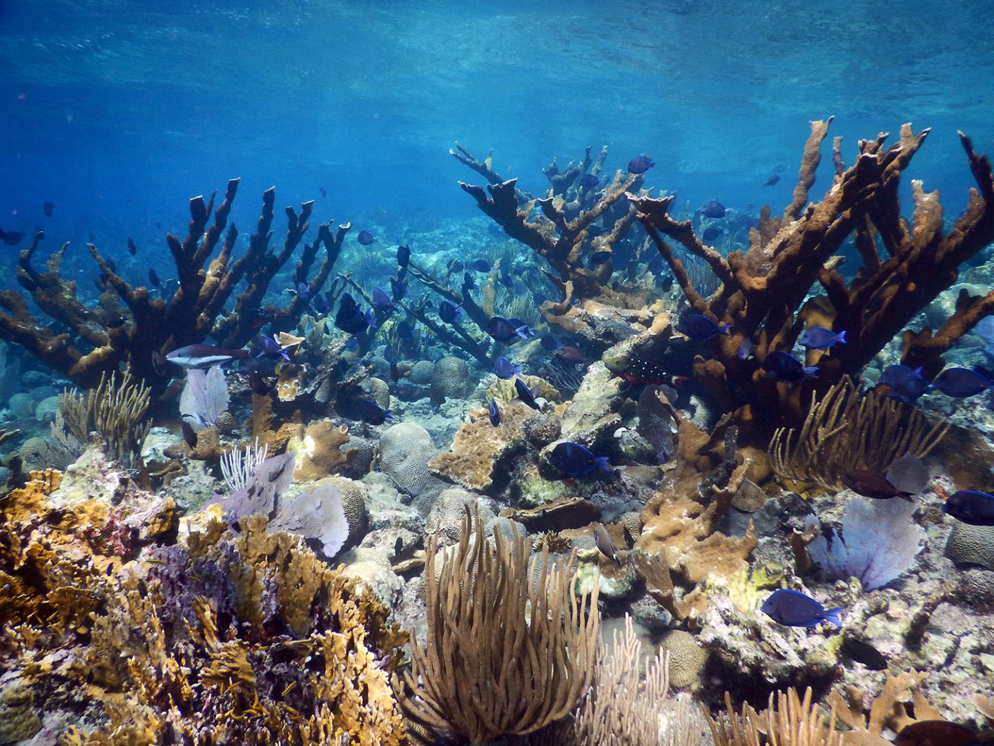 Healthy Elkhorn Coral