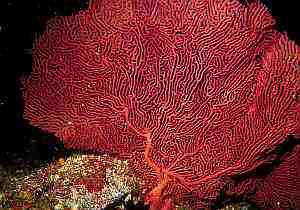 Red Gorgonian [IMAGE] | EurekAlert! Science News Releases