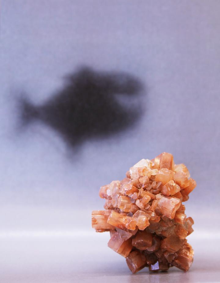 Larger and Specifically Arranged Aragonite Crystals Enable Vision the Chiton to See