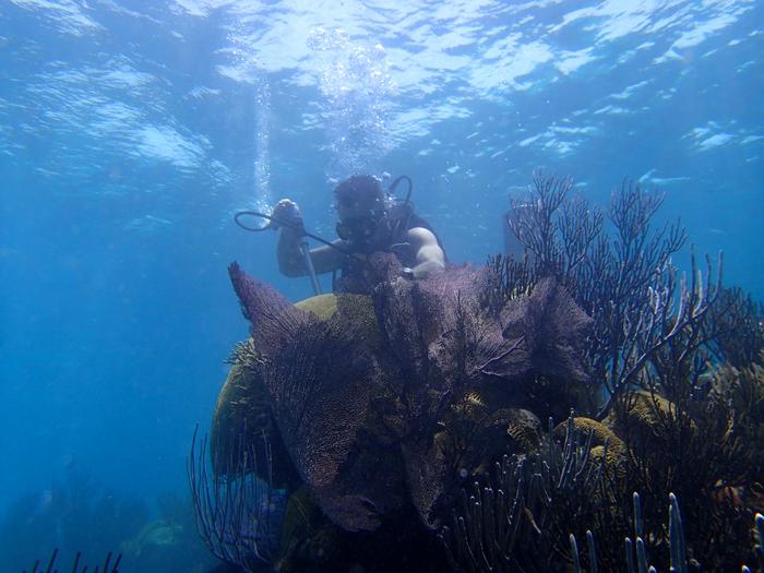 Coral details a warming, changing ocean