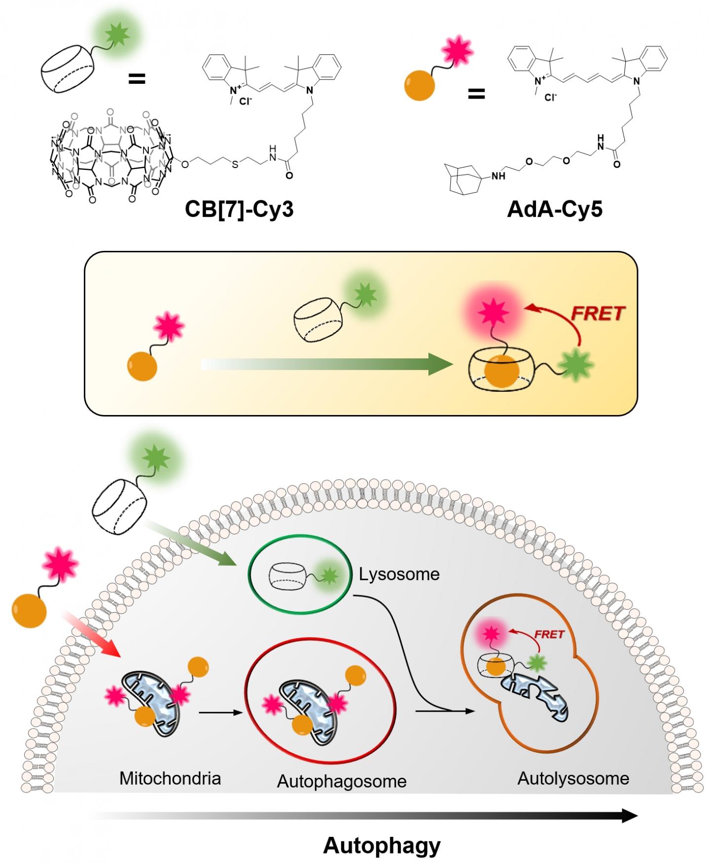 Figure 1: Relatively Simple and Inexpensive Technique to Visualize the Cellular Recycling Mechanism