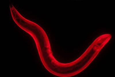 <i>Caenorhabditis elegans</i> Nematode (Roundworm)