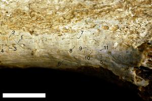 Detailed view of marks on hominin tibia